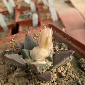 Ariocarpus retusus