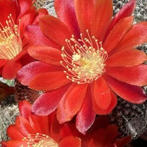 щеплена Aylostera heliosa v. condorensis, кущик, вазон 9см