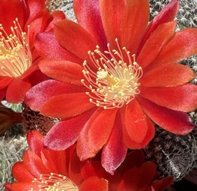 щеплена Aylostera heliosa v. condorensis, кущик, вазон 9см