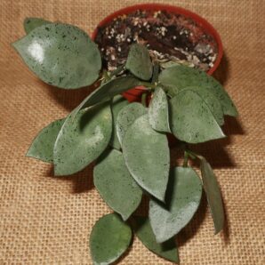 Hoya lacunosa cv Mint Coin