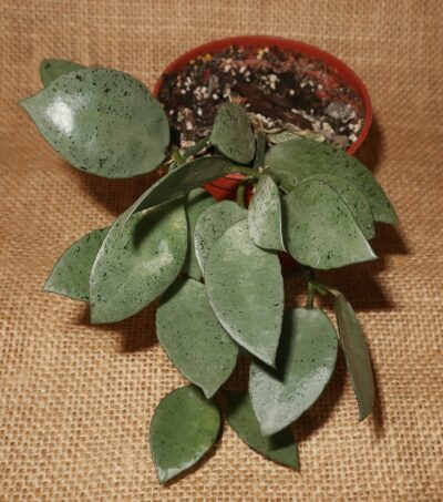 Hoya lacunosa cv Mint Coin