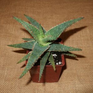 Aloe cv Vito доросла рослина