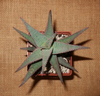Aloe parvula × hybrid доросла рослина - Зображення 2