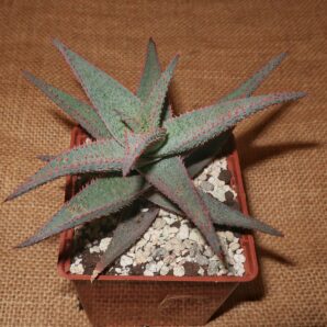 Aloe parvula × hybrid доросла рослина