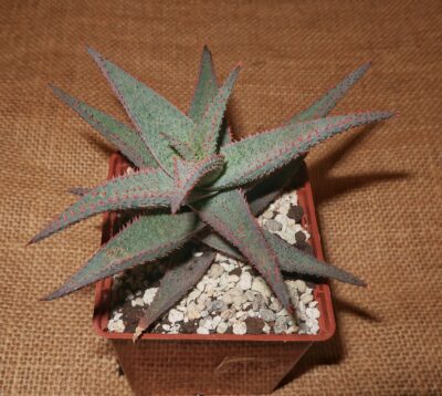 Aloe parvula × hybrid доросла рослина