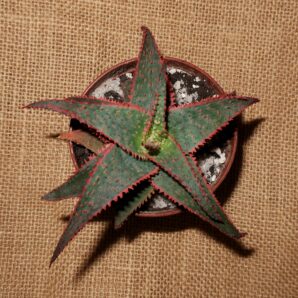 Aloe cv Christmas Carol