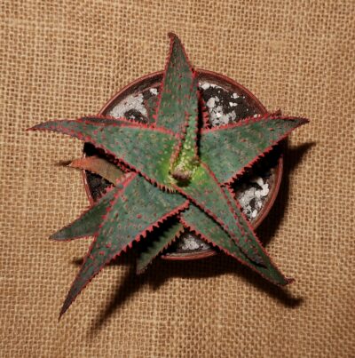 Aloe cv Christmas Carol