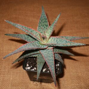 Aloe cv Neon Nici доросла рослина