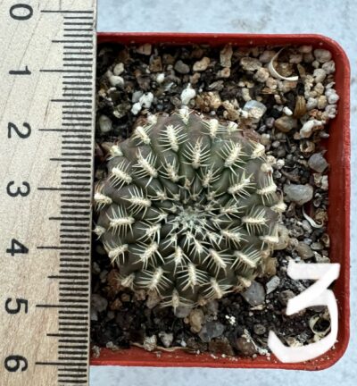 Sulcorebutia mariana HS 15, вкорінені діточки - Зображення 5