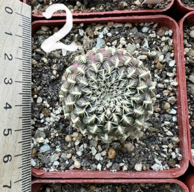 Sulcorebutia mariana HS 15, вкорінені діточки - Зображення 6