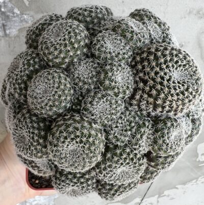 щеплена Aylostera heliosa v. condorensis, кущик, вазон 9см - Зображення 3
