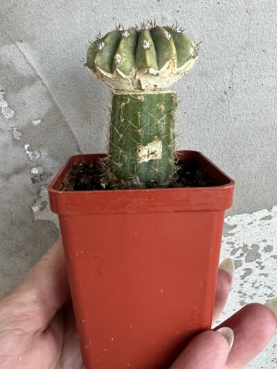 щеплена діточка Echinopsis А 011 Agamemnon - Зображення 5
