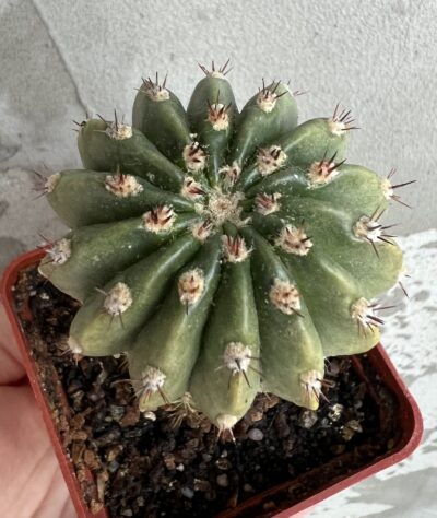 щеплена діточка Echinopsis А 011 Agamemnon - Зображення 6