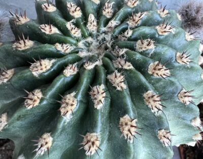 щеплена діточка Echinopsis А 011 Agamemnon - Зображення 4