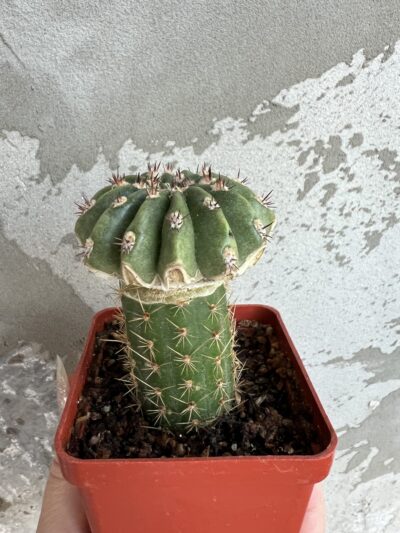 щеплена діточка Echinopsis А 011 Agamemnon - Зображення 7