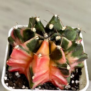 Gymnocalycium mihanovichii hybrid f. variegata