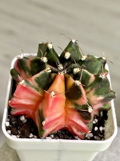 Gymnocalycium mihanovichii hybrid f. variegata