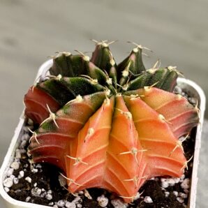 Gymnocalycium mihanovichii hybrid f. variegata