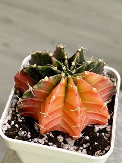 Gymnocalycium mihanovichii hybrid f. variegata