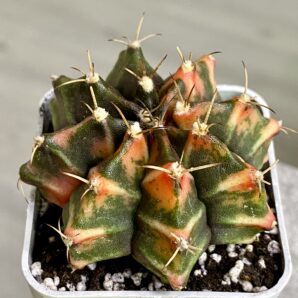 Gymnocalycium mihanovichii hybrid f. variegata