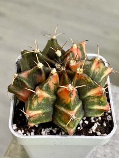Gymnocalycium mihanovichii hybrid f. variegata