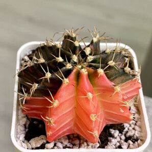 Gymnocalycium mihanovichii hybrid f. variegata