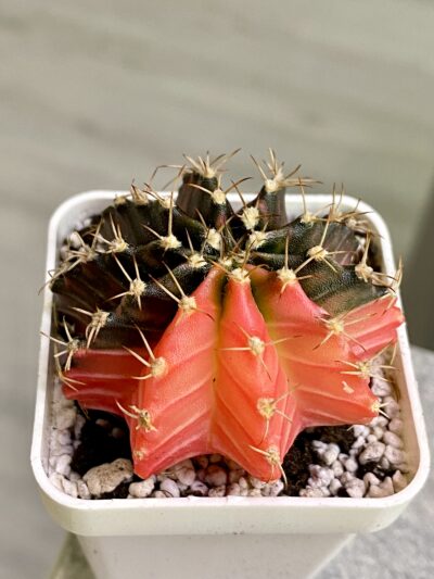 Gymnocalycium mihanovichii hybrid f. variegata