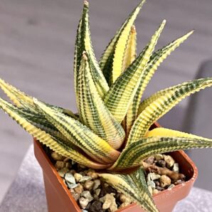 Haworthia limifolia f. variegata