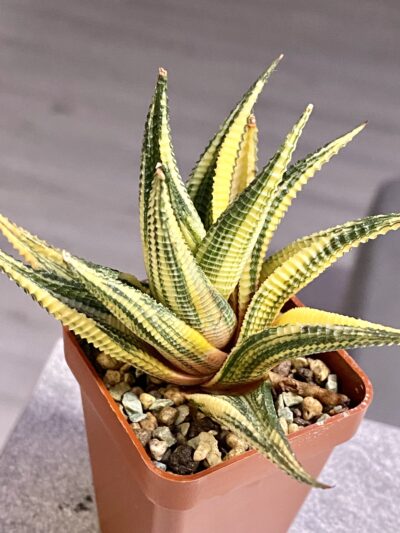 Haworthia limifolia f. variegata
