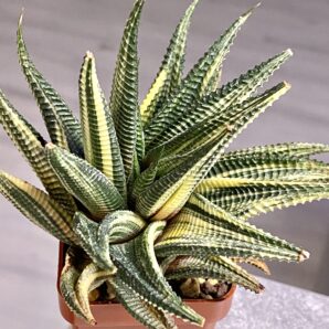 Haworthia limifolia f. variegata