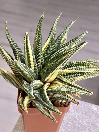 Haworthia limifolia f. variegata
