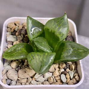 Haworthia comptoniana cv. Urahannya