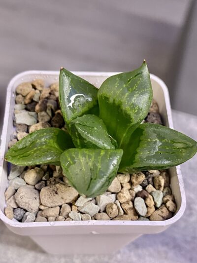 Haworthia comptoniana cv. Urahannya