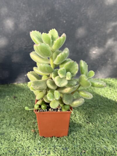 Cotyledon tomentosa variegata - Зображення 3