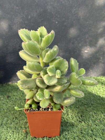 Cotyledon tomentosa variegata - Зображення 2