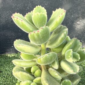 Cotyledon tomentosa variegata