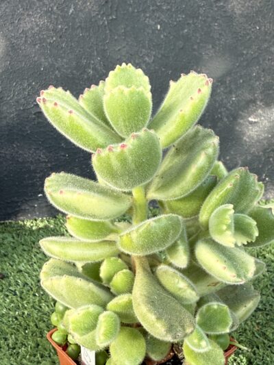 Cotyledon tomentosa variegata