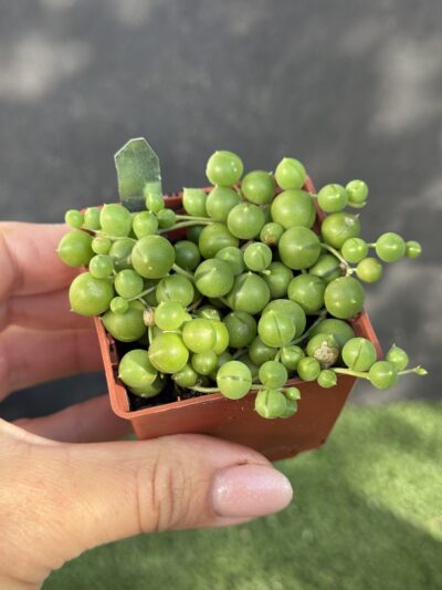 Senecio rowleyanus - Зображення 3