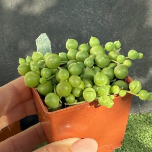 Senecio rowleyanus