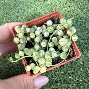 Senecio rowleyanus variegata
