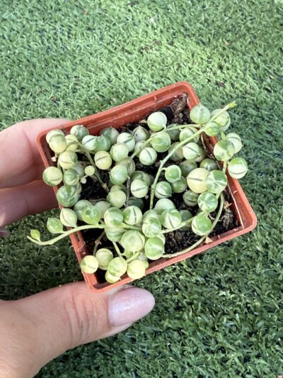 Senecio rowleyanus variegata