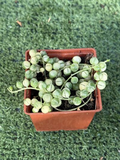 Senecio rowleyanus variegata - Зображення 2