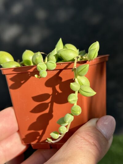 Senecio Herreianus - Зображення 4