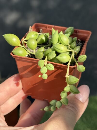 Senecio Herreianus - Зображення 3
