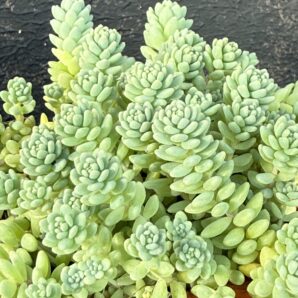 Sedum dasyphyllum Major