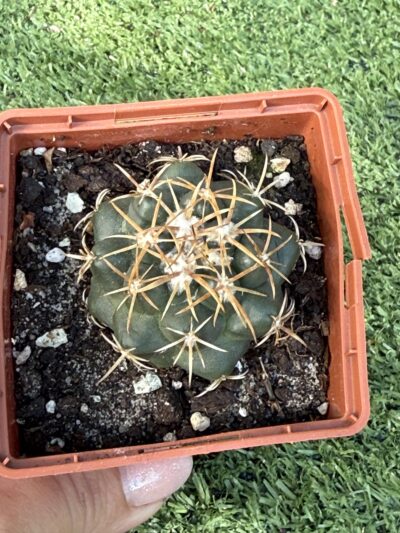 Coryphantha bumamma - Зображення 2