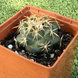 Coryphantha bumamma