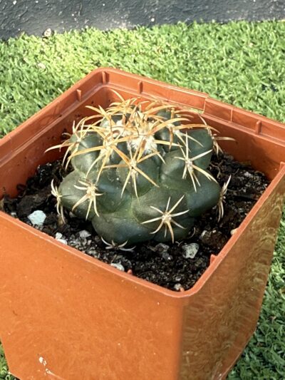 Coryphantha bumamma