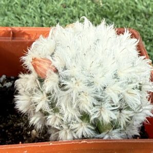 Mammillaria bocasana v. multilanata