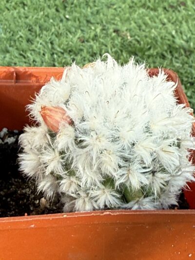 Mammillaria bocasana v. multilanata